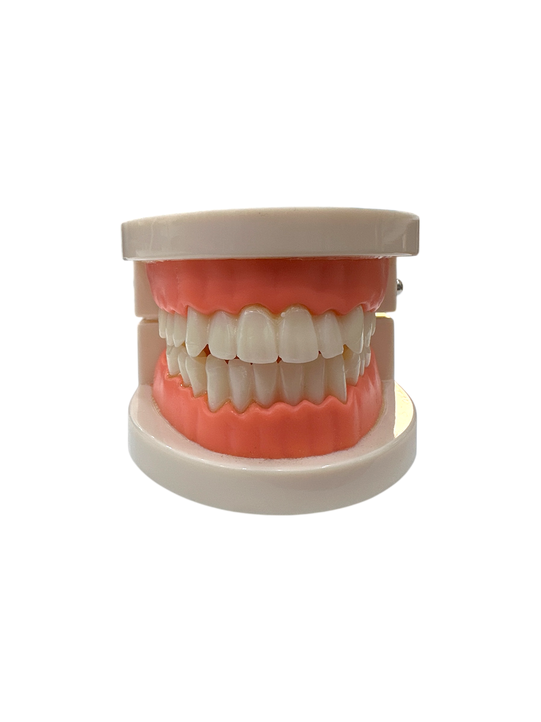 Typodont Dental Study Model with Removable Teeth for Student Practice