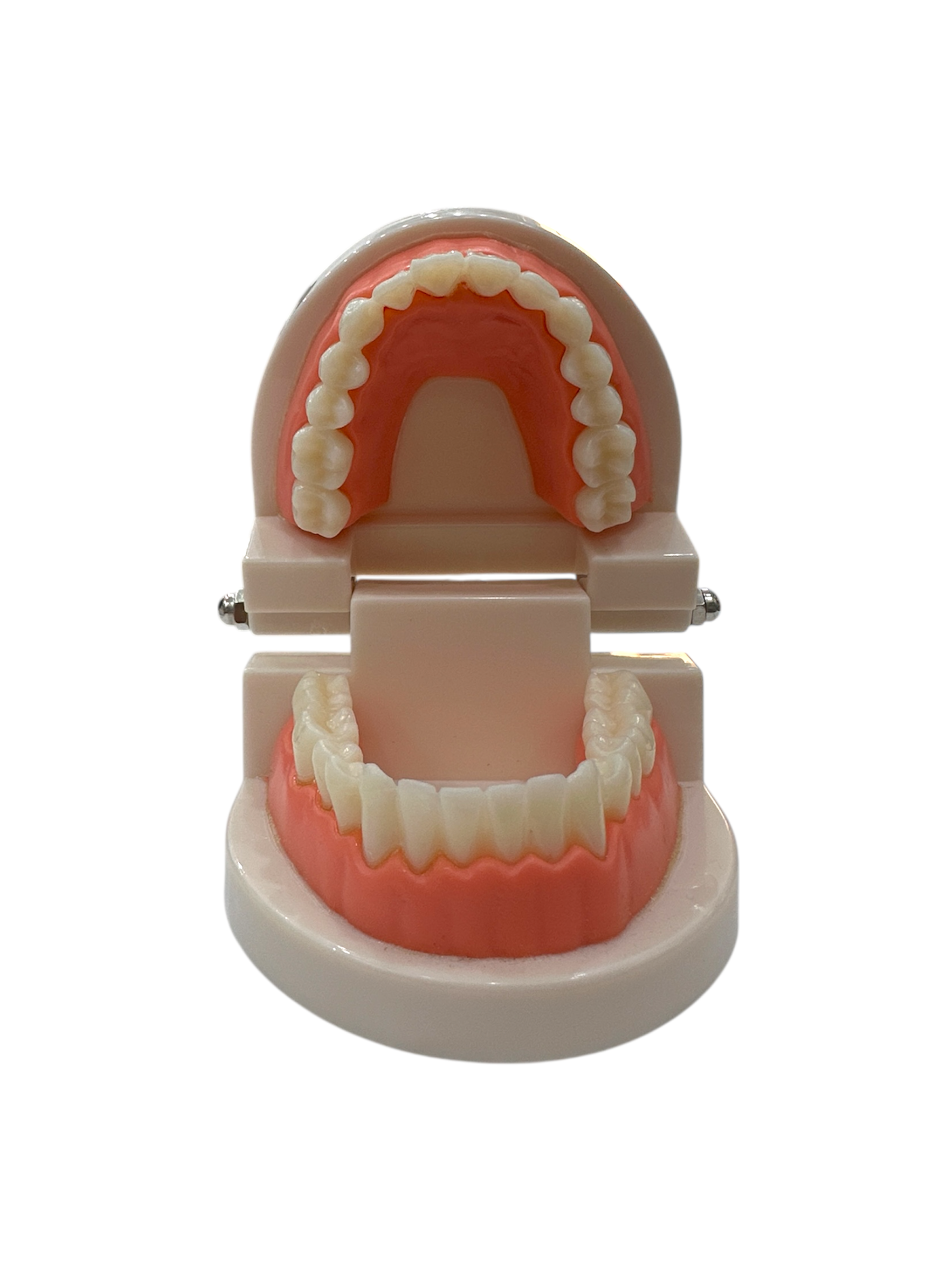 Typodont Dental Study Model with Removable Teeth for Student Practice
